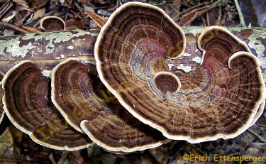 Fungos /Pilze /Fungi